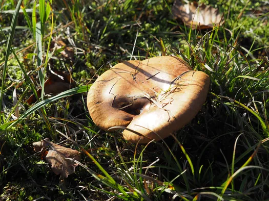 Provinciaal Domein Lippensgoed-Bulskampveld (België)